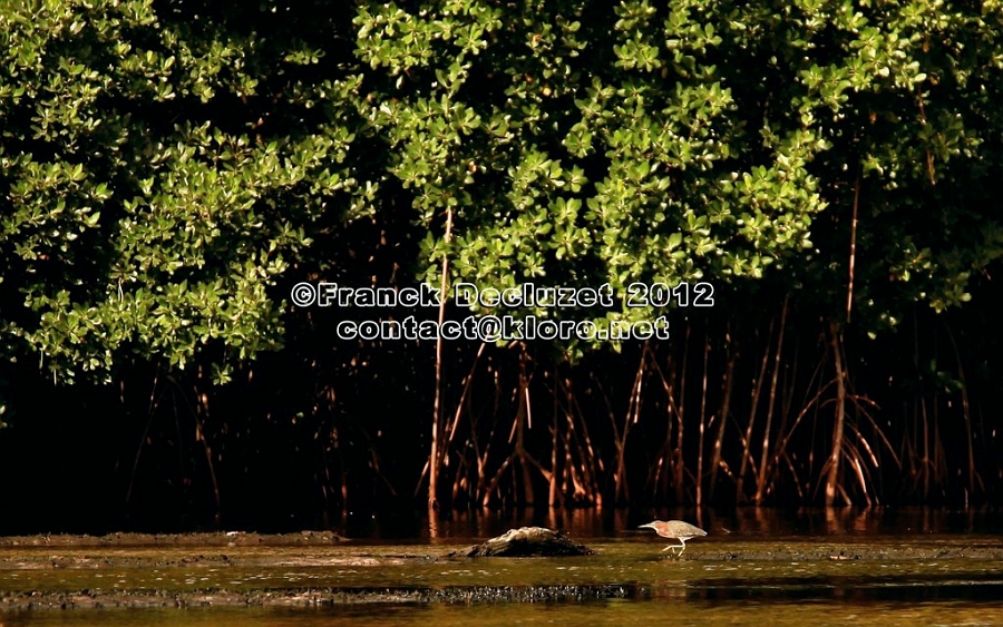 HERON EN MANGROVE - copie